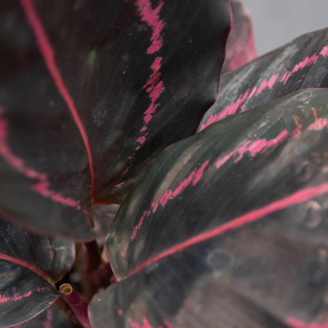 Gabriella Plants Other 4" Calathea roseopicta 'Dottie'