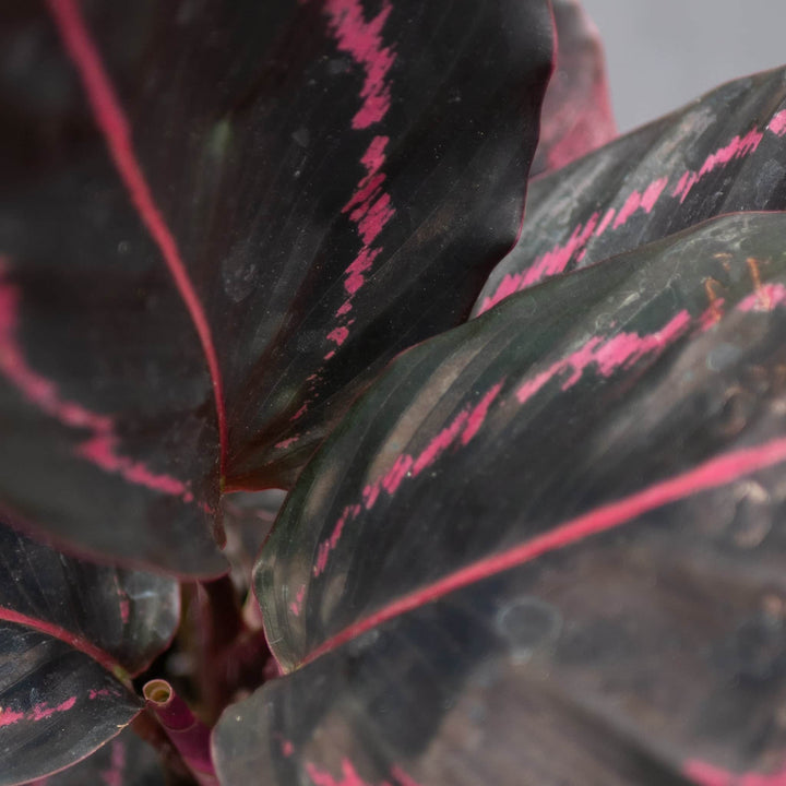 Gabriella Plants Other 4" Calathea roseopicta 'Dottie'