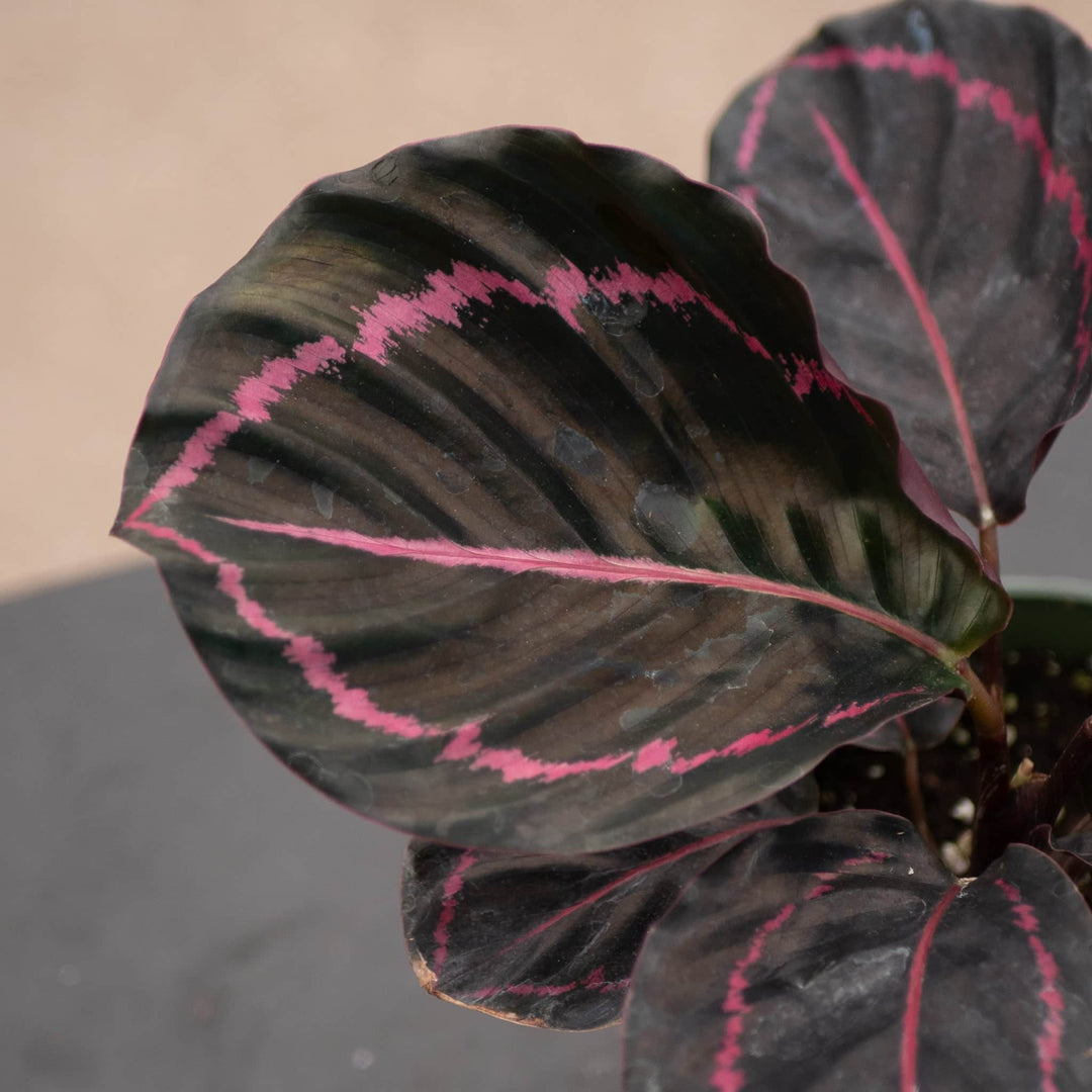 Gabriella Plants Other 4" Calathea roseopicta 'Dottie'