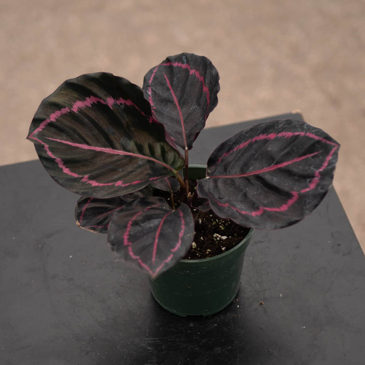 Gabriella Plants Other 4" Calathea roseopicta 'Dottie'