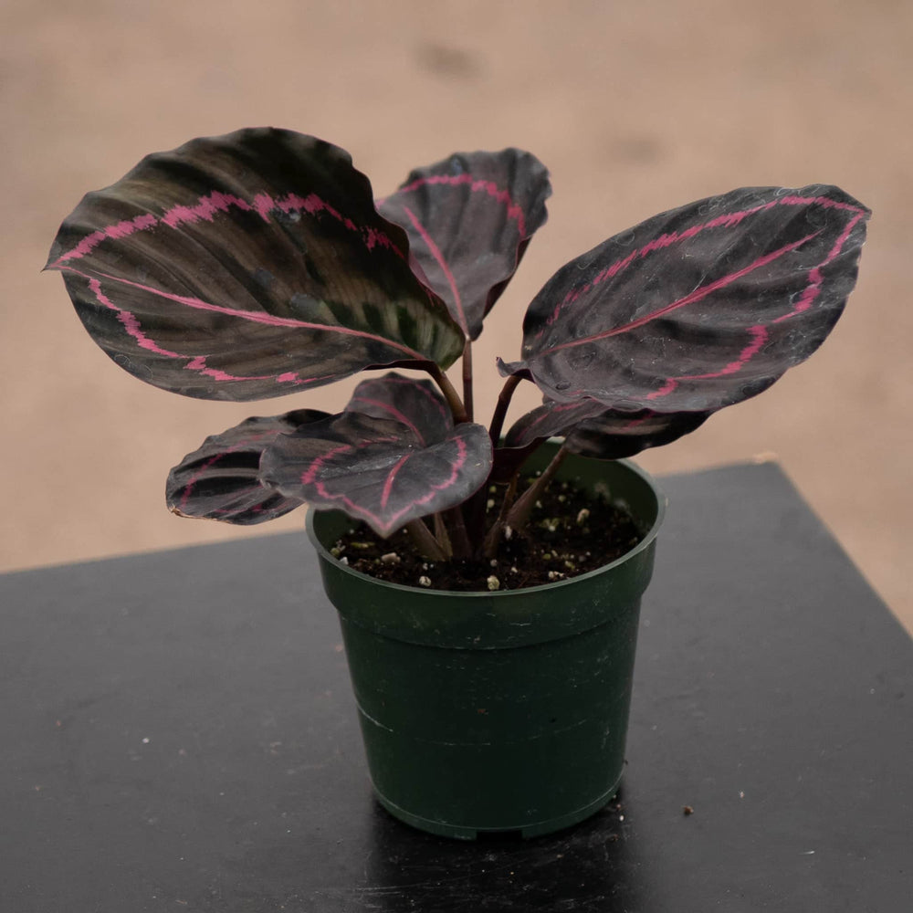 Gabriella Plants Other 4" Calathea roseopicta 'Dottie'