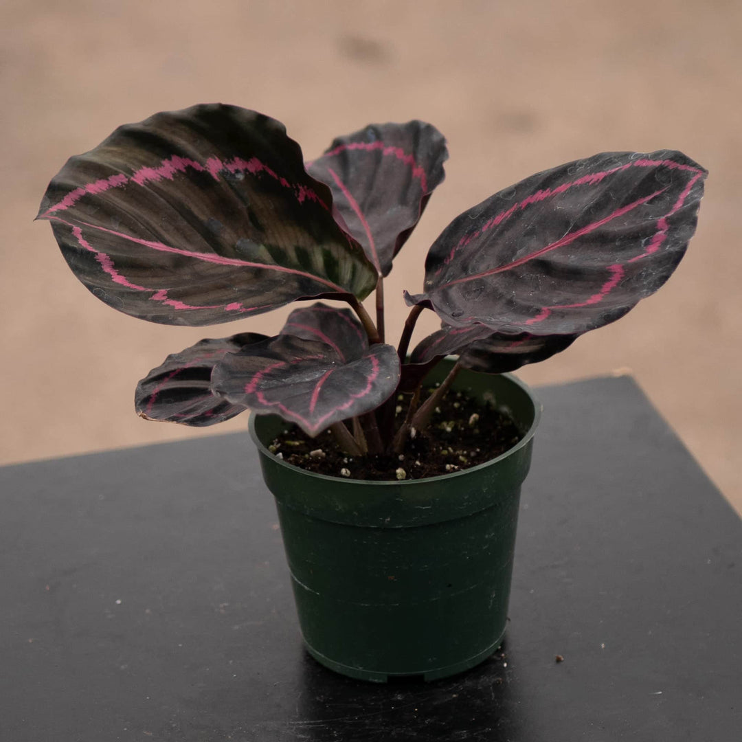Gabriella Plants Other 4" Calathea roseopicta 'Dottie'