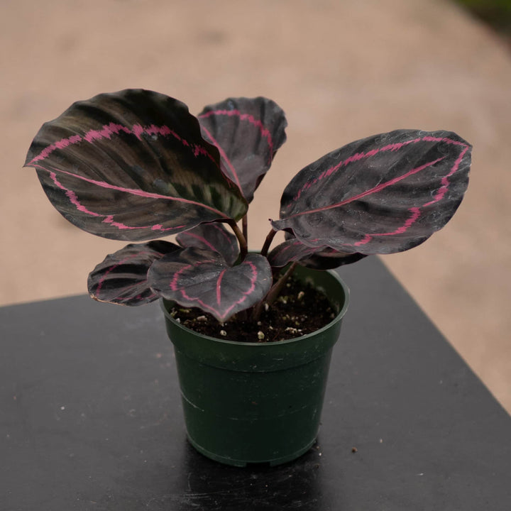 Gabriella Plants Other 4" Calathea roseopicta 'Dottie'