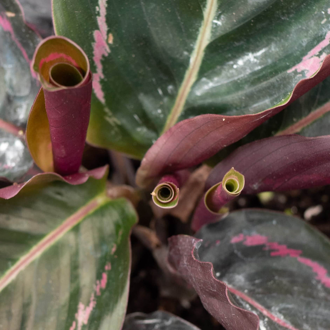 Gabriella Plants Other 4" Calathea roseopicta 'Dottie'