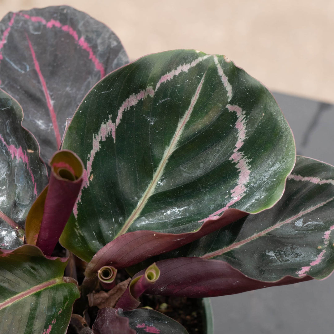 Gabriella Plants Other 4" Calathea roseopicta 'Dottie'