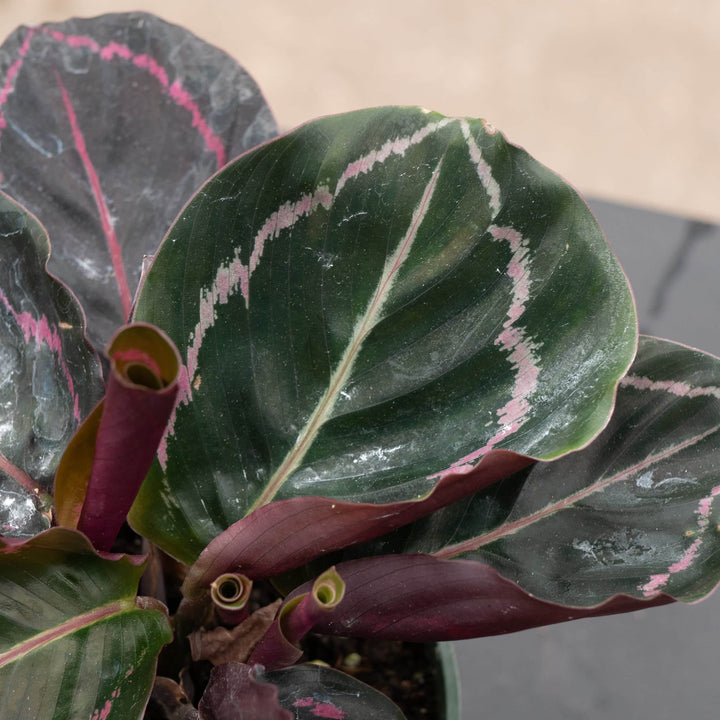 Gabriella Plants Other 4" Calathea roseopicta 'Dottie'