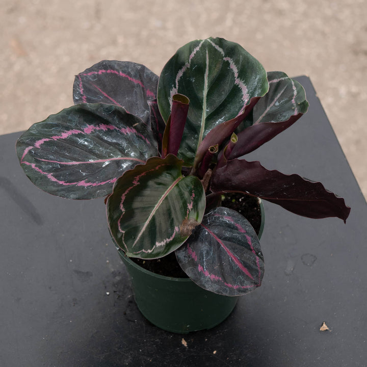 Gabriella Plants Other 4" Calathea roseopicta 'Dottie'