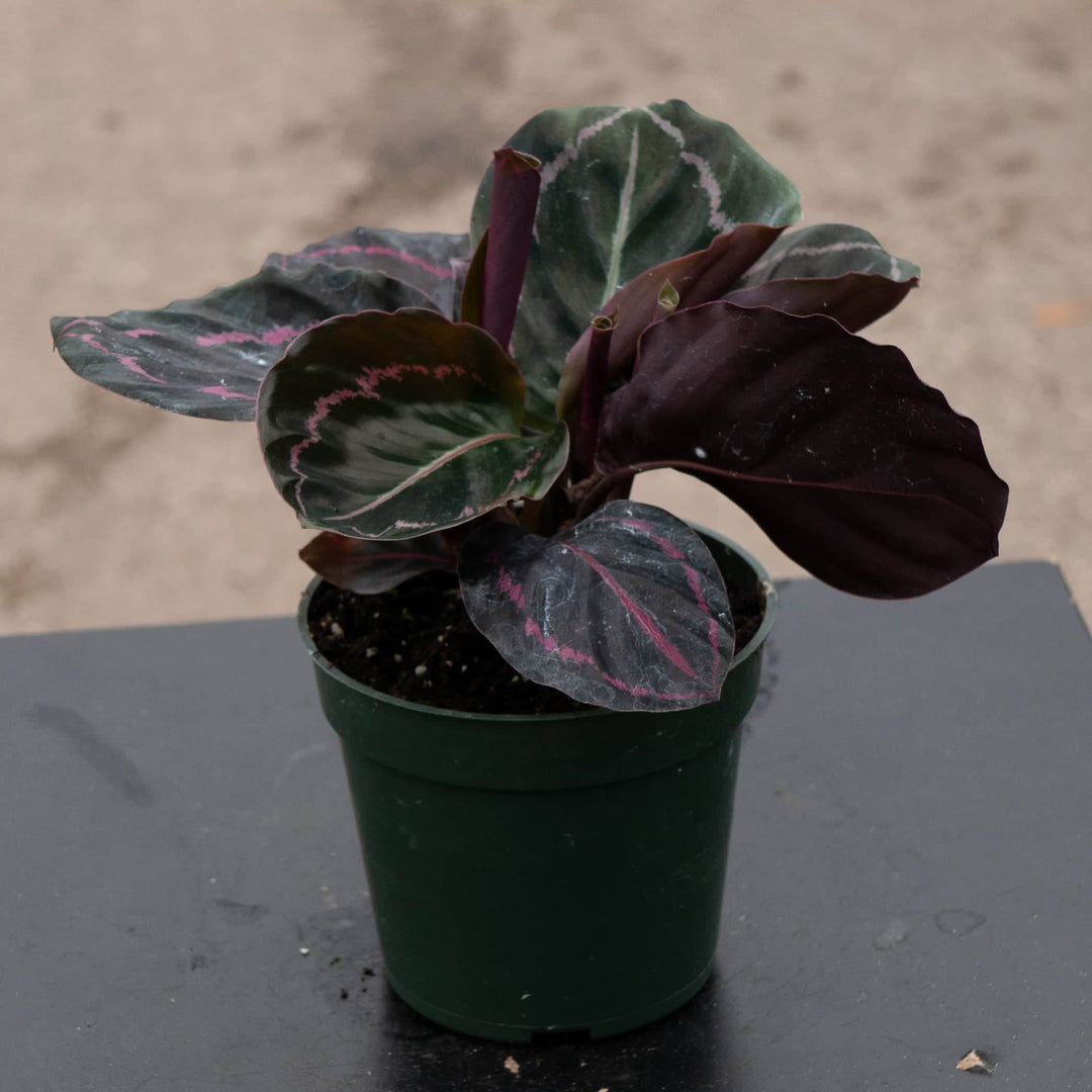 Gabriella Plants Other 4" Calathea roseopicta 'Dottie'
