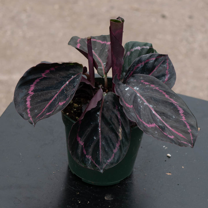 Gabriella Plants Other 4" Calathea roseopicta 'Dottie'