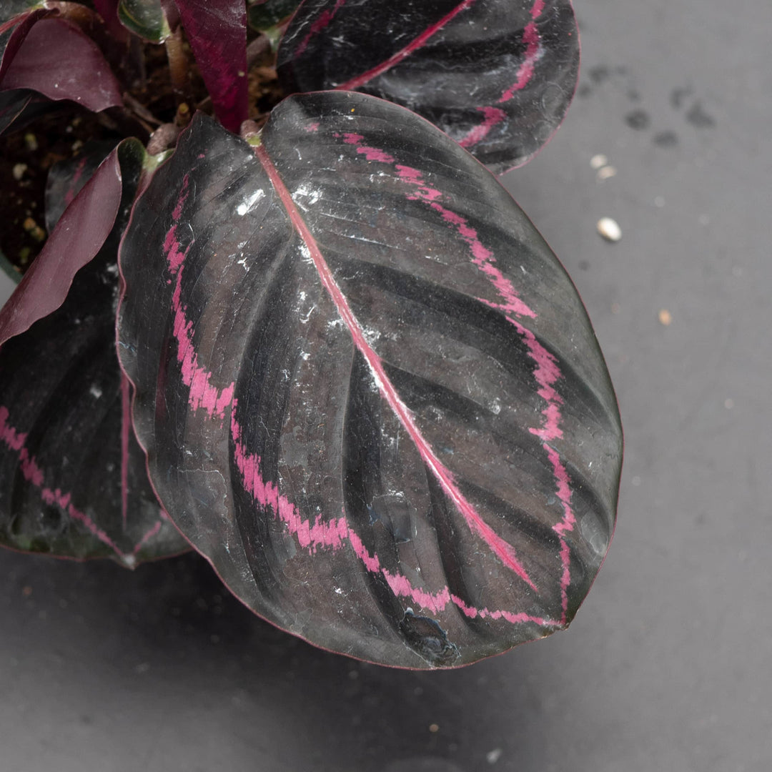 Gabriella Plants Other 4" Calathea roseopicta 'Dottie'