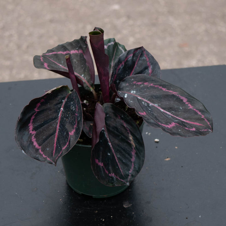Gabriella Plants Other 4" Calathea roseopicta 'Dottie'
