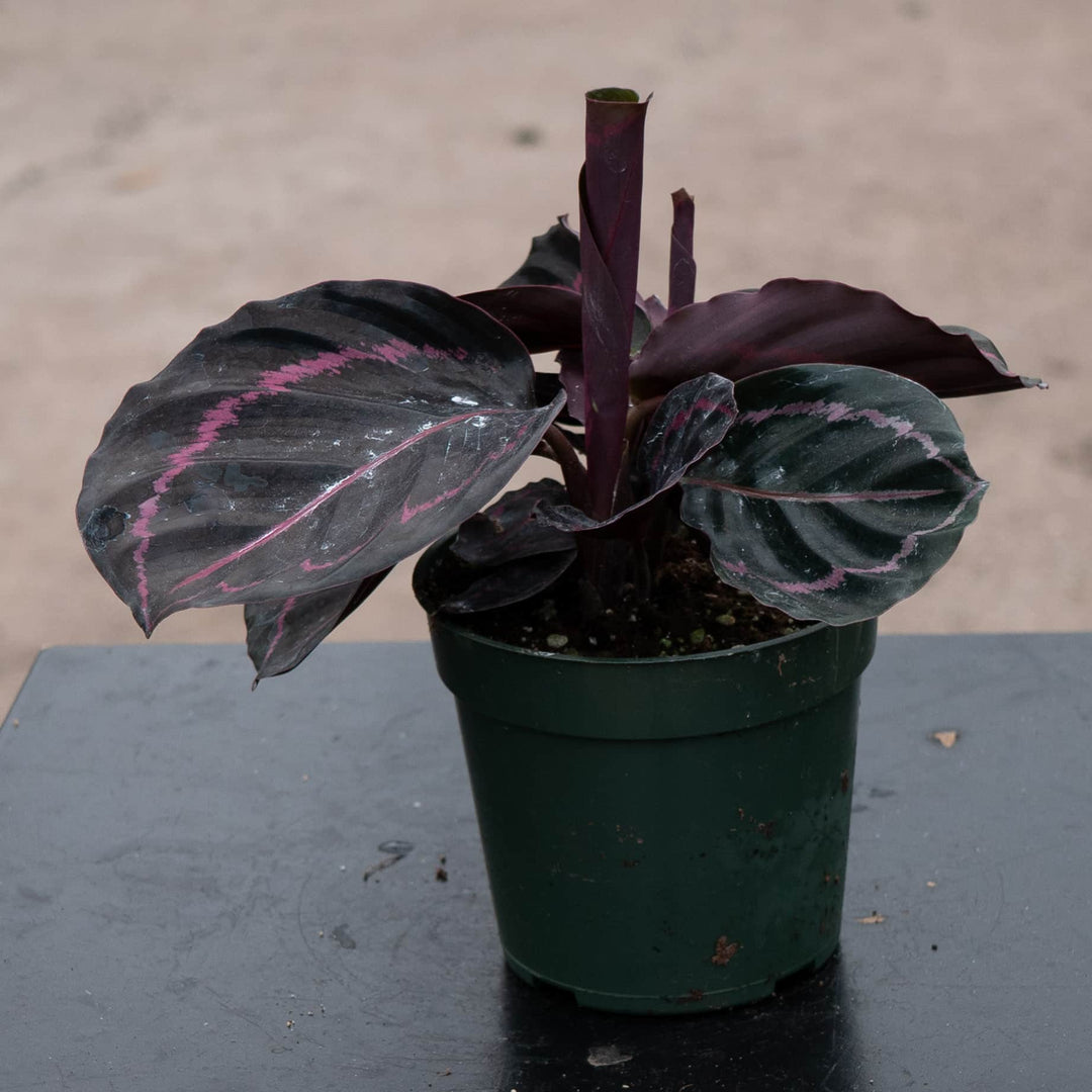 Gabriella Plants Other 4" Calathea roseopicta 'Dottie'