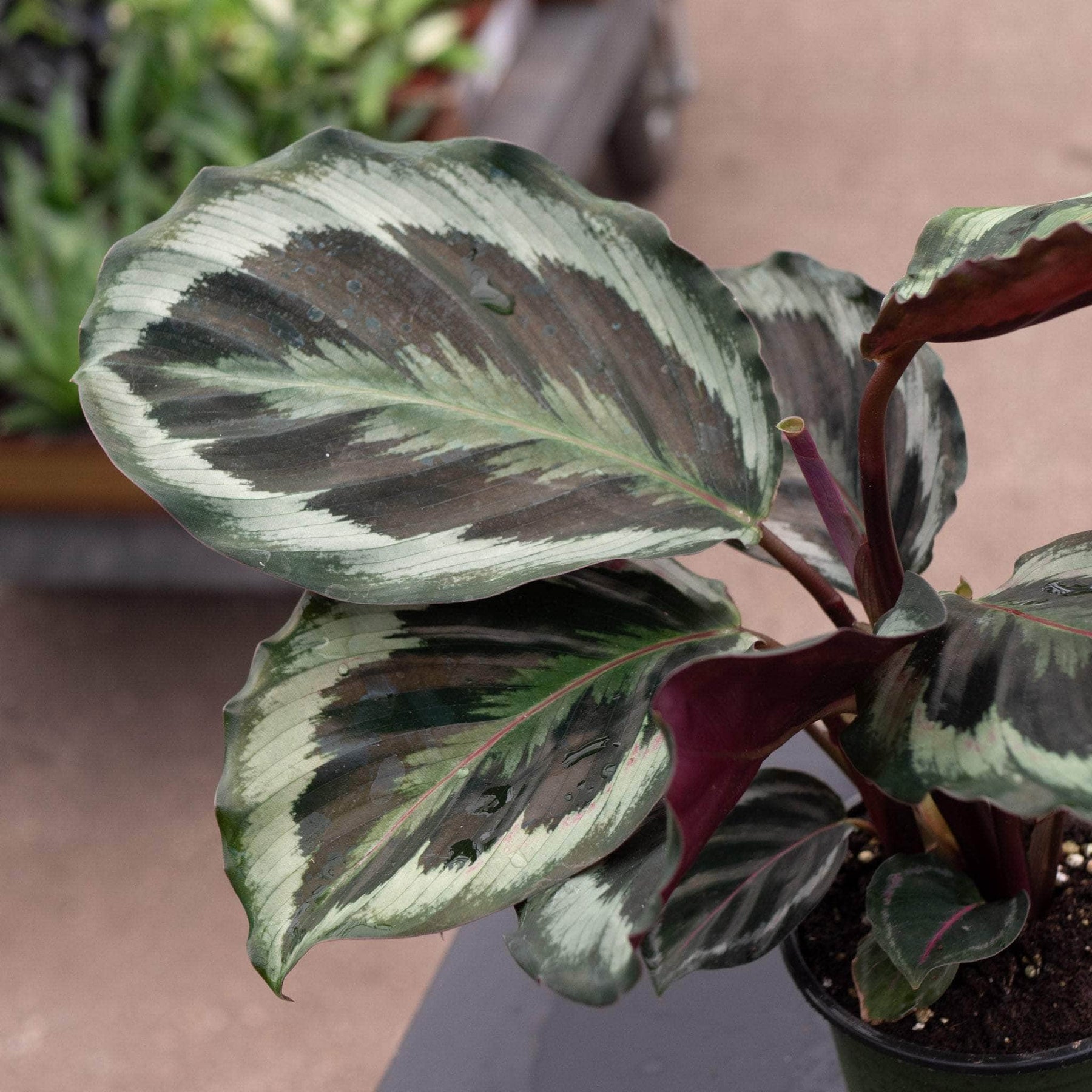dracena warneckii lemon lime Dracaena Deremensis ‘Warneckii’ 2L