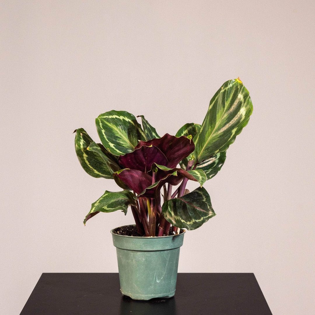 calathea roseopicta prayer plant Calathea roseopicta 'Medallion'