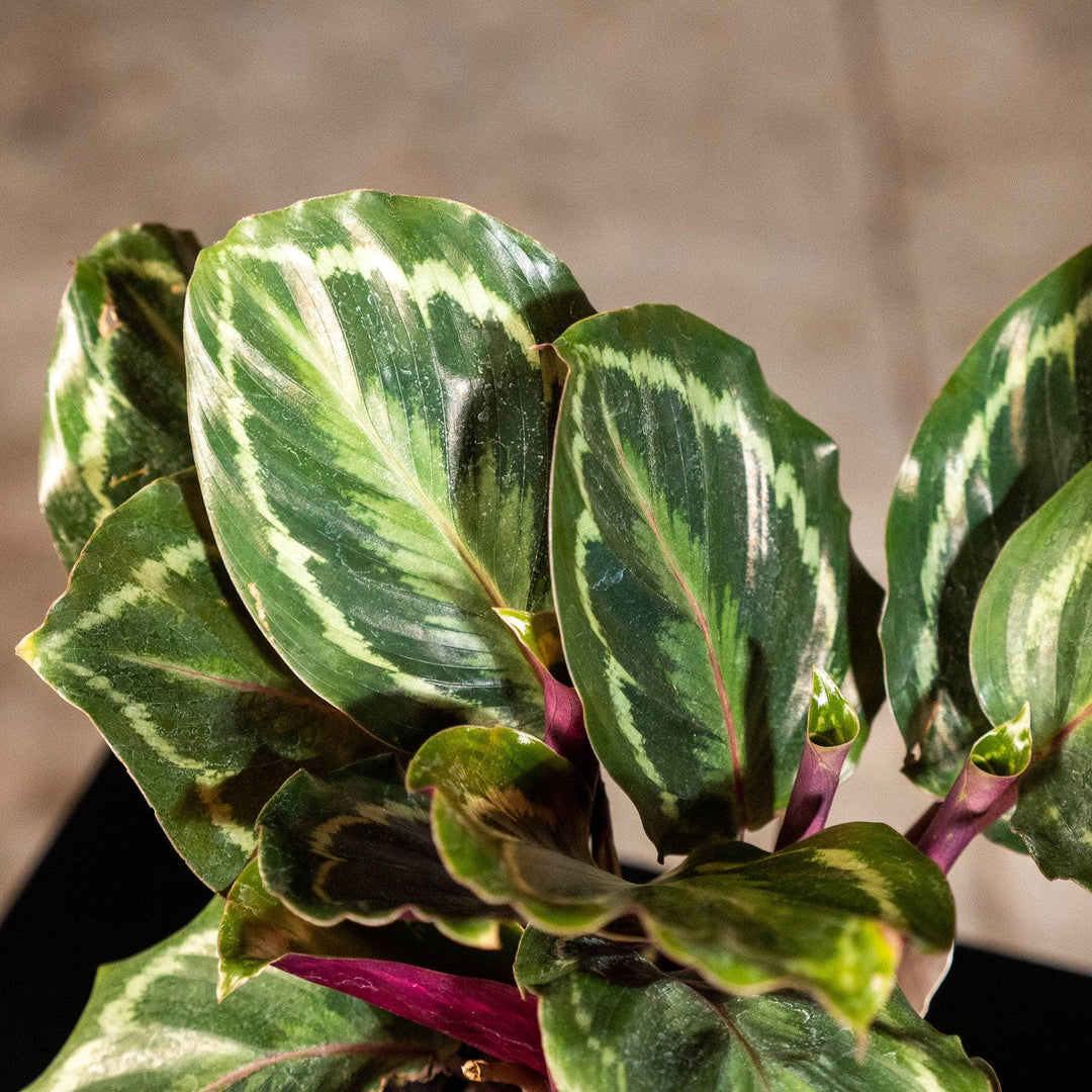 medallion prayer plant Calathea roseopicta 'Medallion'
