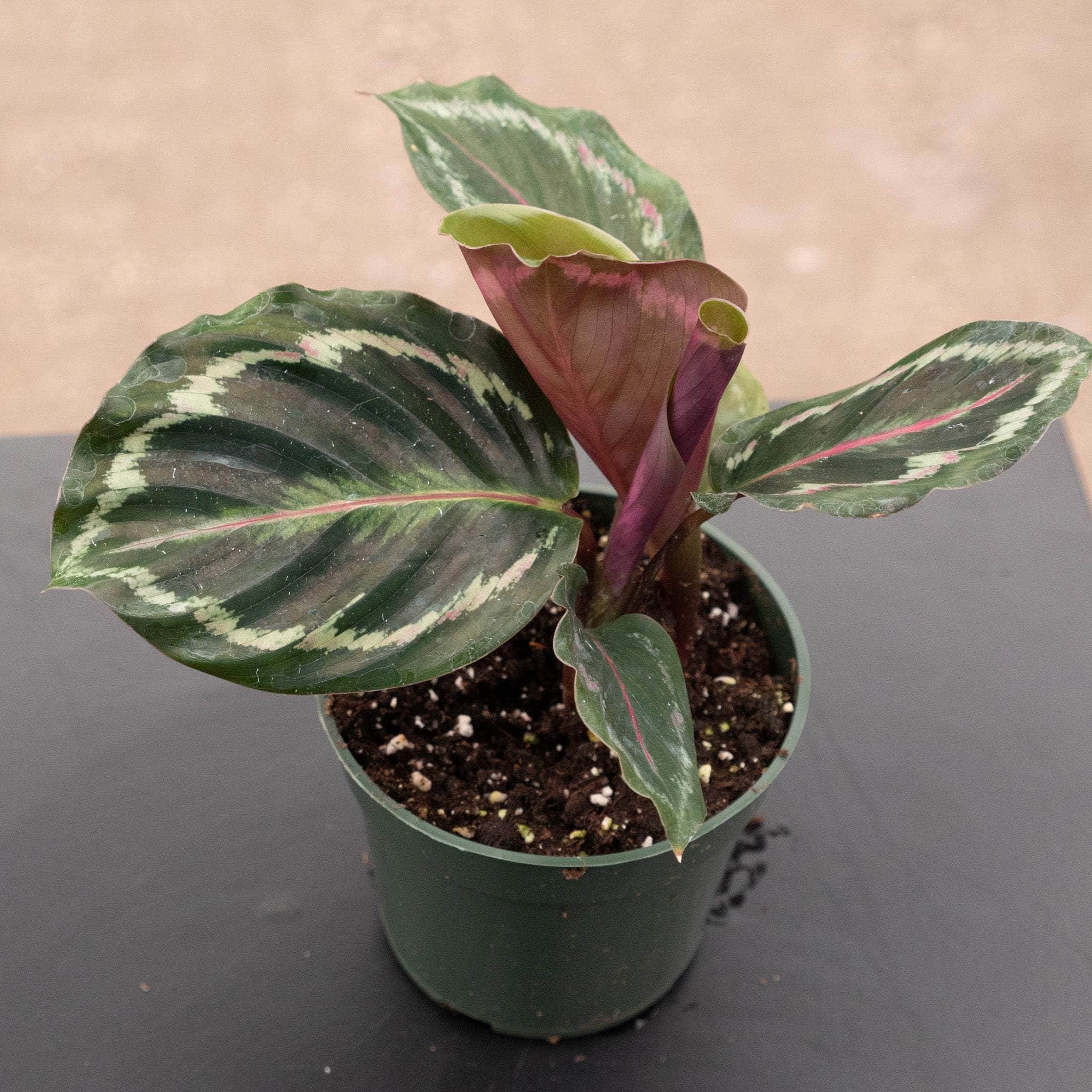 calathea medallion prayer plant Calathea roseopicta 'Medallion'
