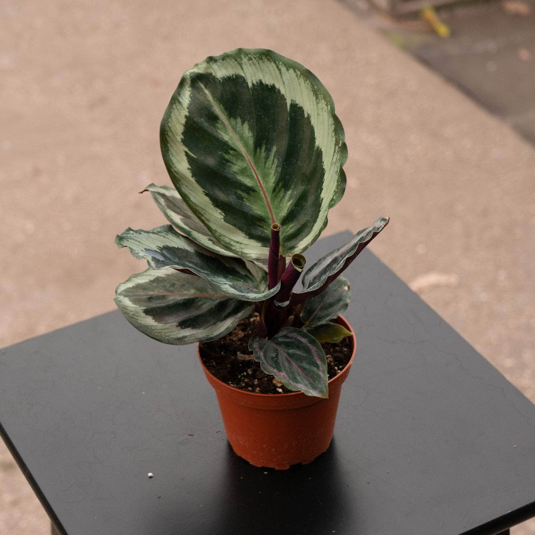 prayer plant calathea medallion Calathea roseopicta 'Medallion v2'