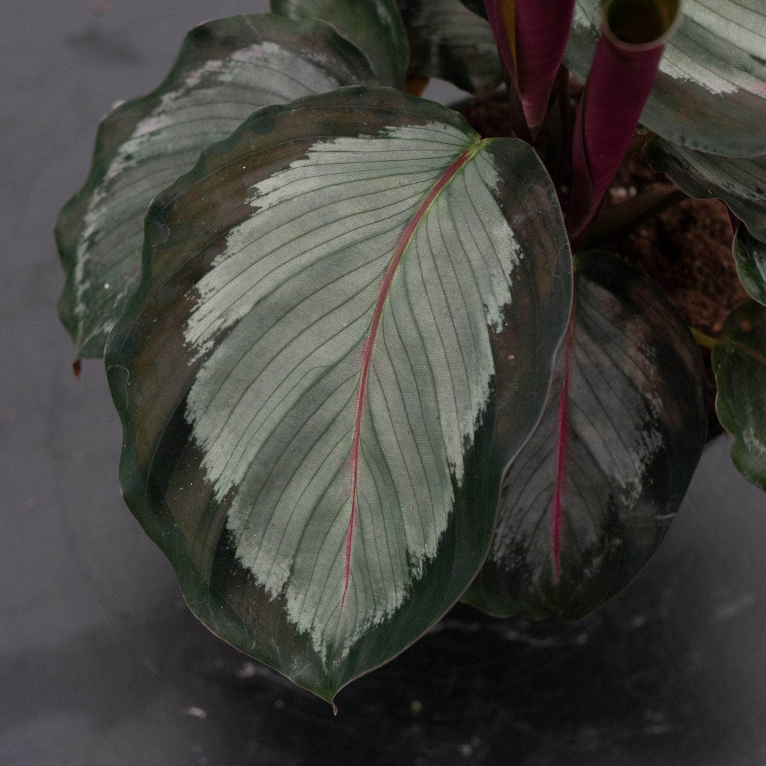 Gabriella Plants 4" Calathea roseopicta 'Northern Lights'