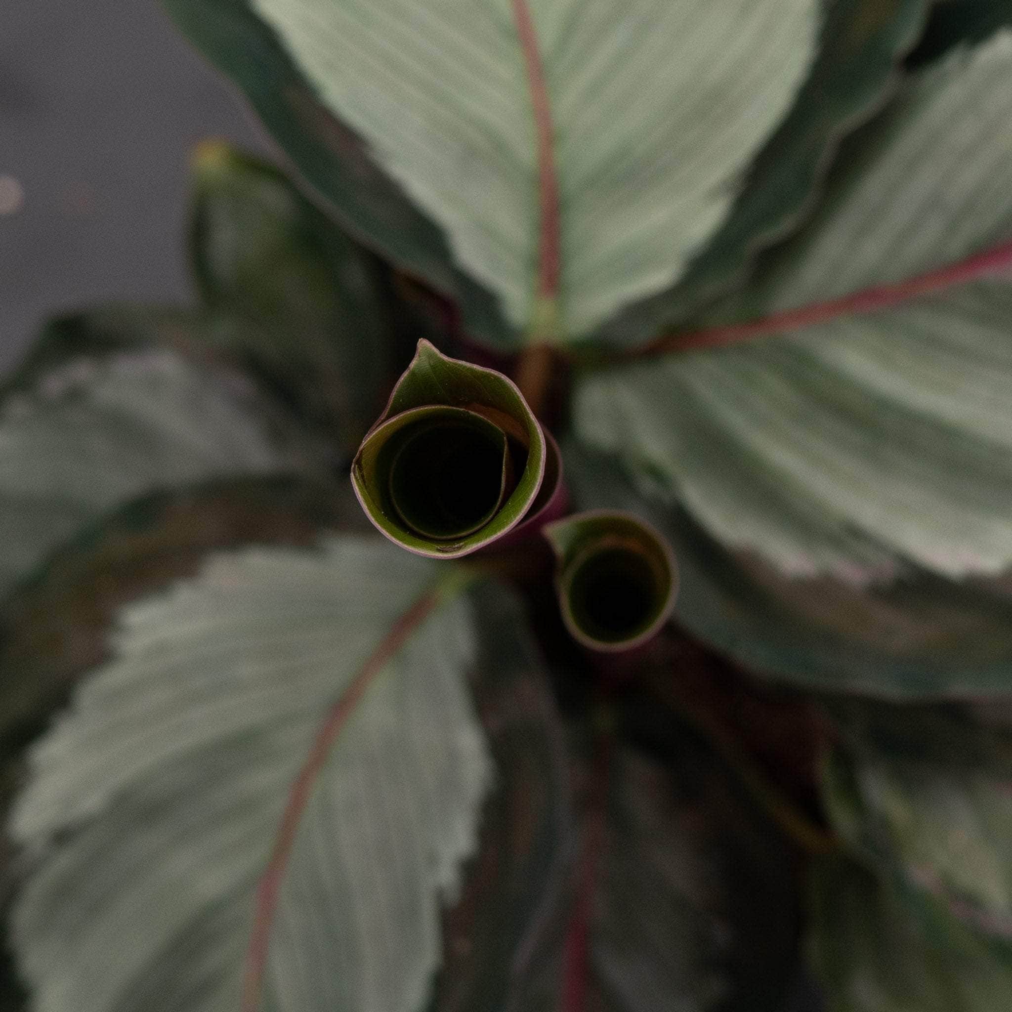 Calathea roseopicta 'Northern Lights' - Gabriella Plants