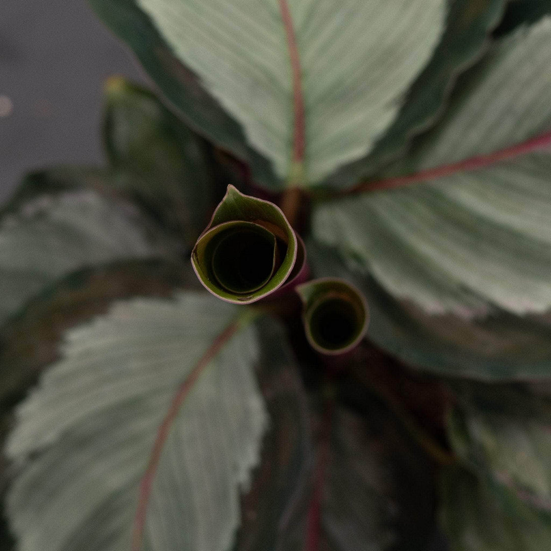 Gabriella Plants 4" Calathea roseopicta 'Northern Lights'