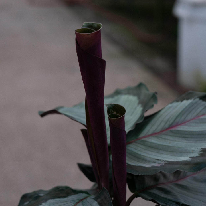 Gabriella Plants 4" Calathea roseopicta 'Northern Lights'