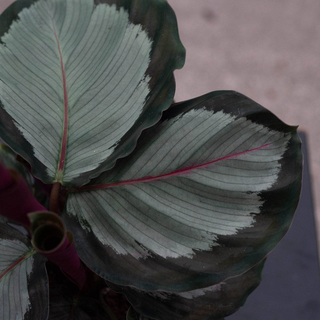 Gabriella Plants 4" Calathea roseopicta 'Northern Lights'