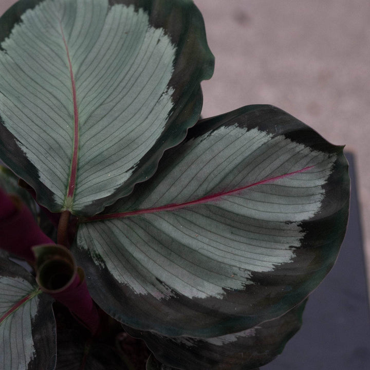Gabriella Plants 4" Calathea roseopicta 'Northern Lights'