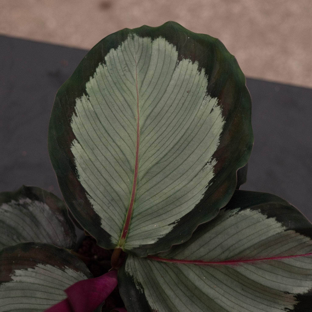 Gabriella Plants 4" Calathea roseopicta 'Northern Lights'