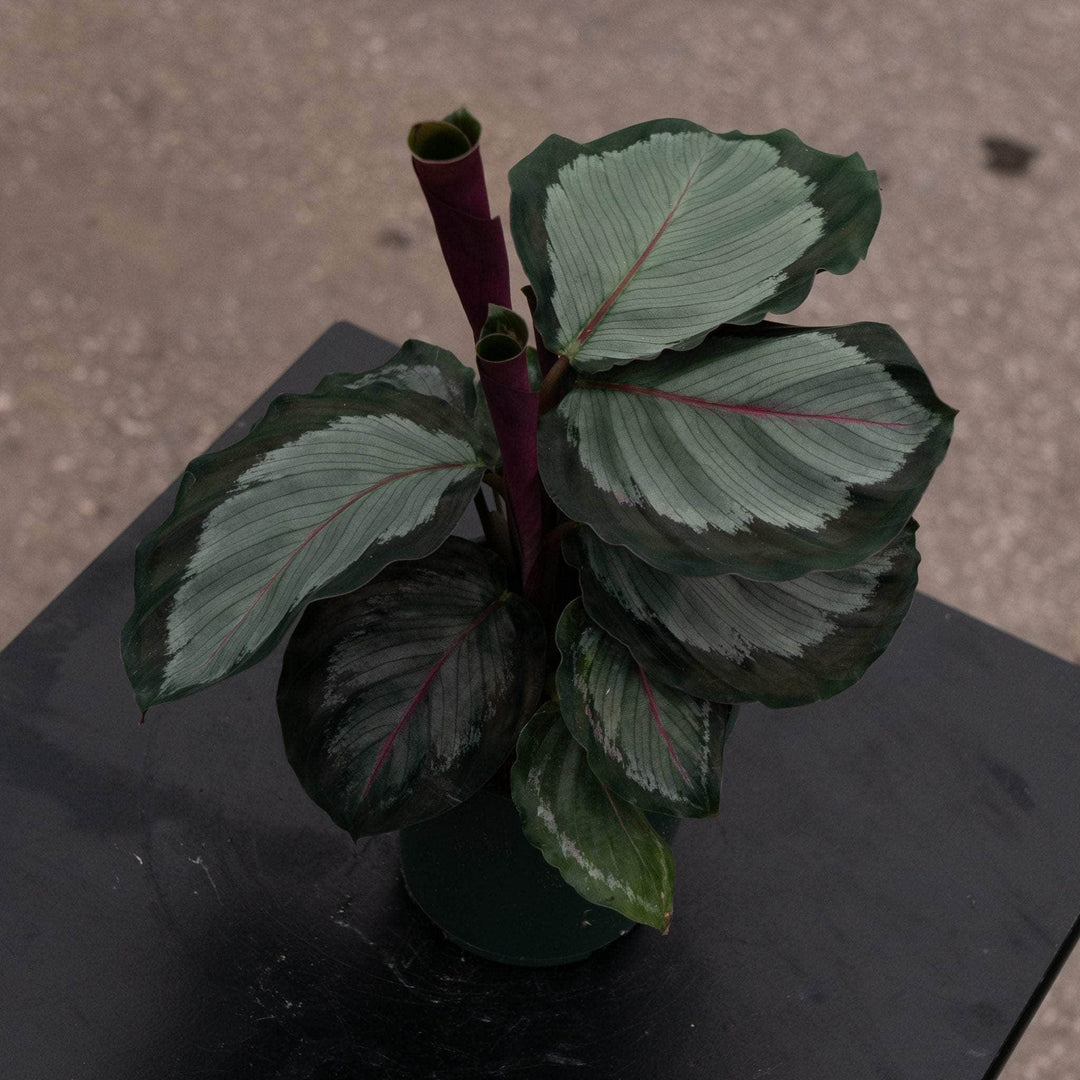 Gabriella Plants 4" Calathea roseopicta 'Northern Lights'
