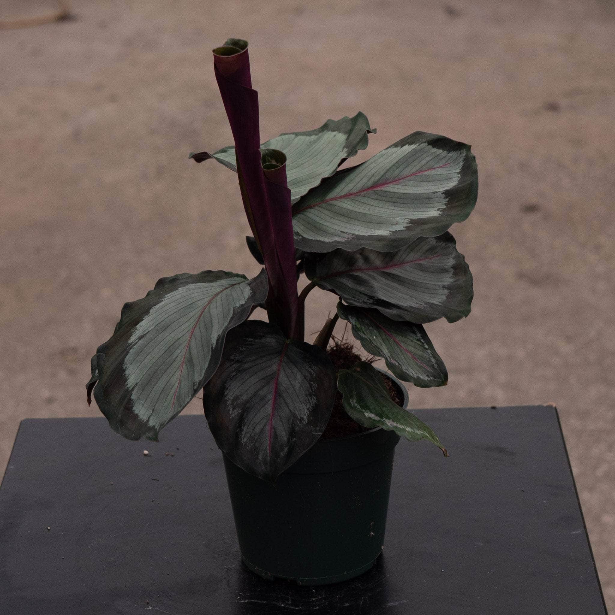Calathea roseopicta 'Northern Lights' - Gabriella Plants