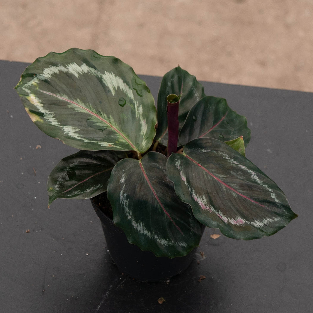 Gabriella Plants 4" Calathea roseopicta &