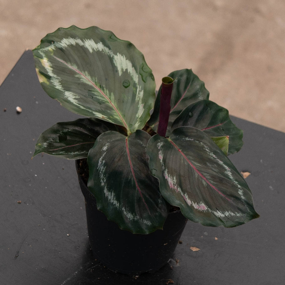 Gabriella Plants 4" Calathea roseopicta 'Northern Lights'