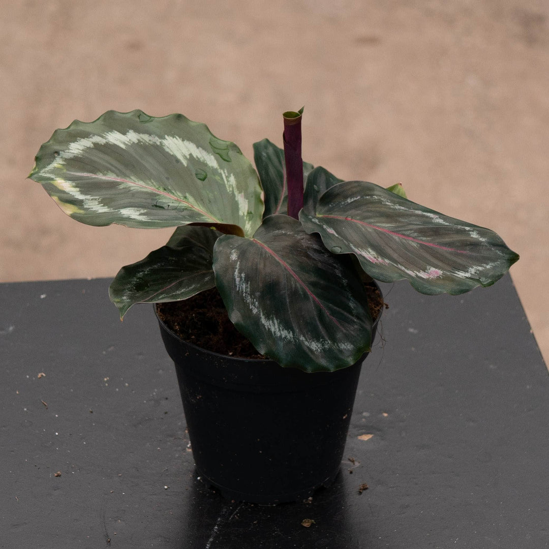 Gabriella Plants 4" Calathea roseopicta 'Northern Lights'