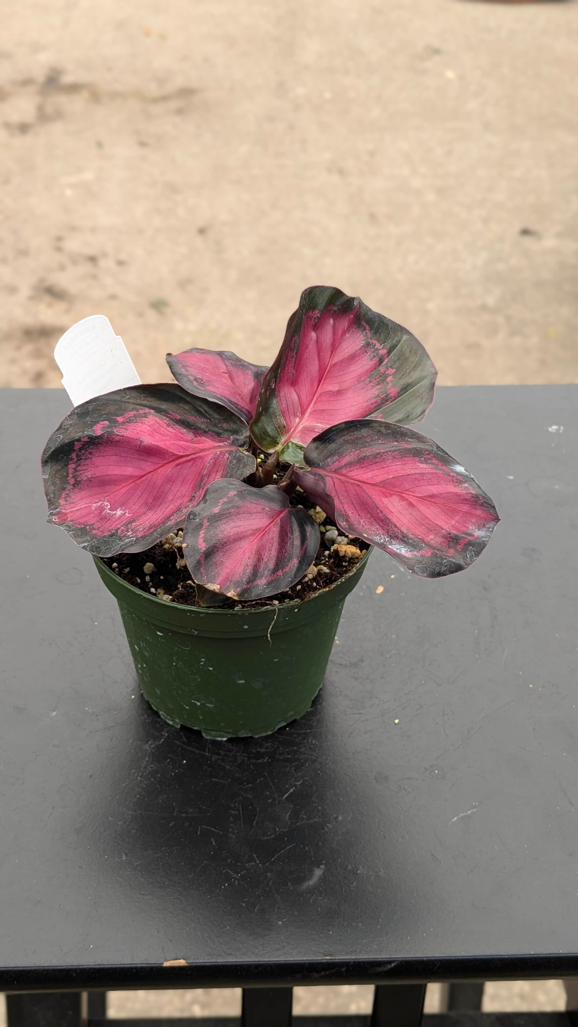 calathea schwarz pink Calathea Roseopicta Rosy, 4