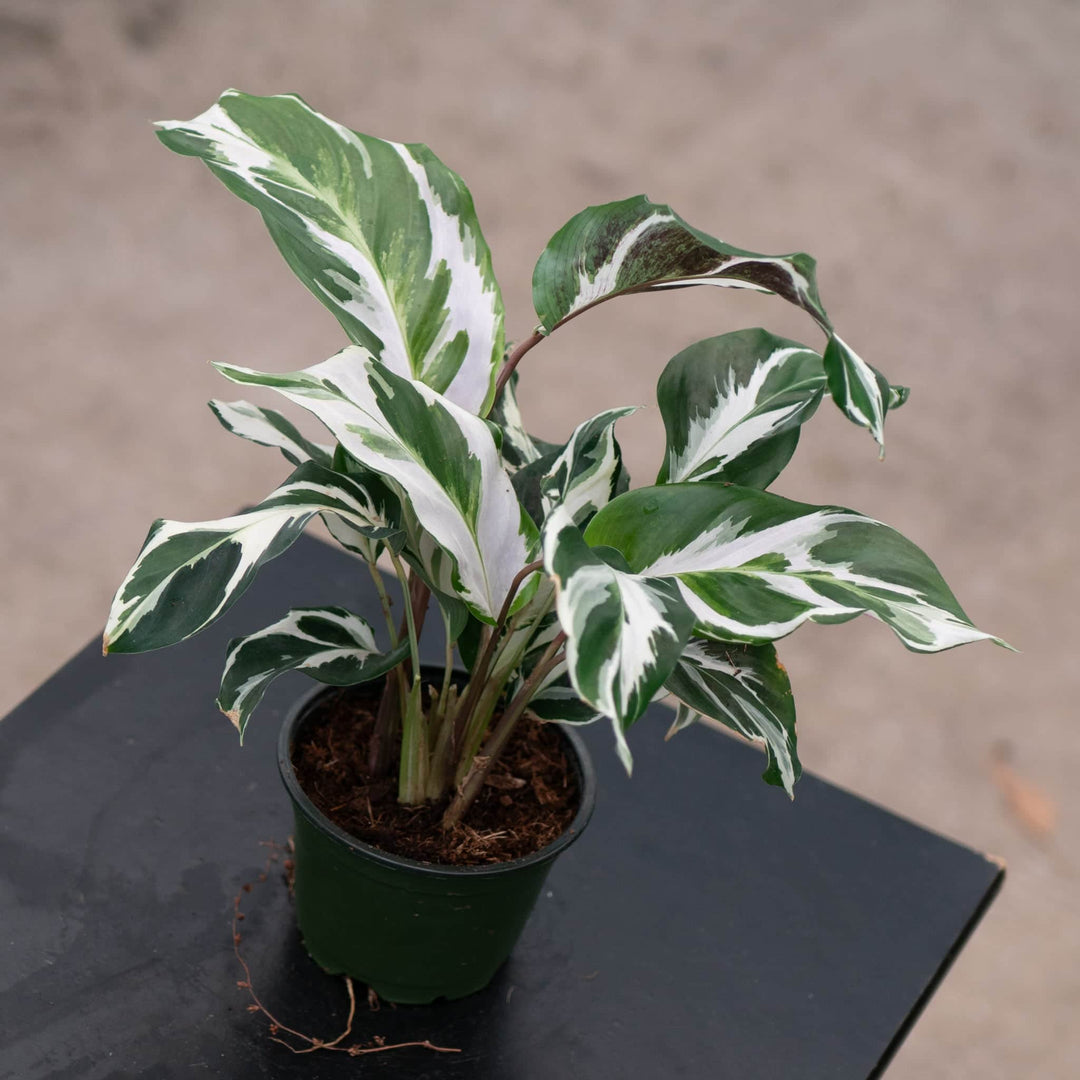 Gabriella Plants Calathea 4" Calathea 'Stella'