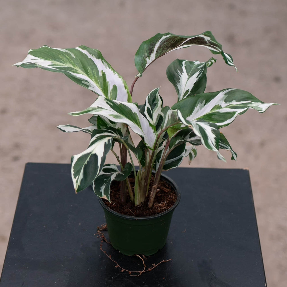 Gabriella Plants Calathea 4" Calathea 'Stella'