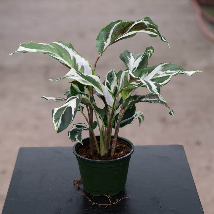 Gabriella Plants Calathea 4" Calathea 'Stella'