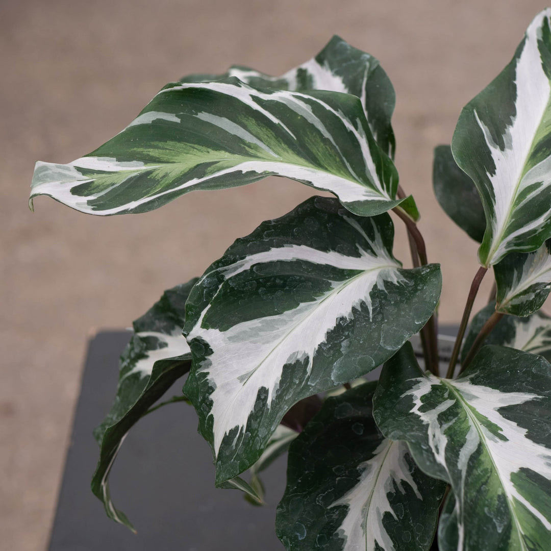 Gabriella Plants Calathea 4" Calathea 'Stella'