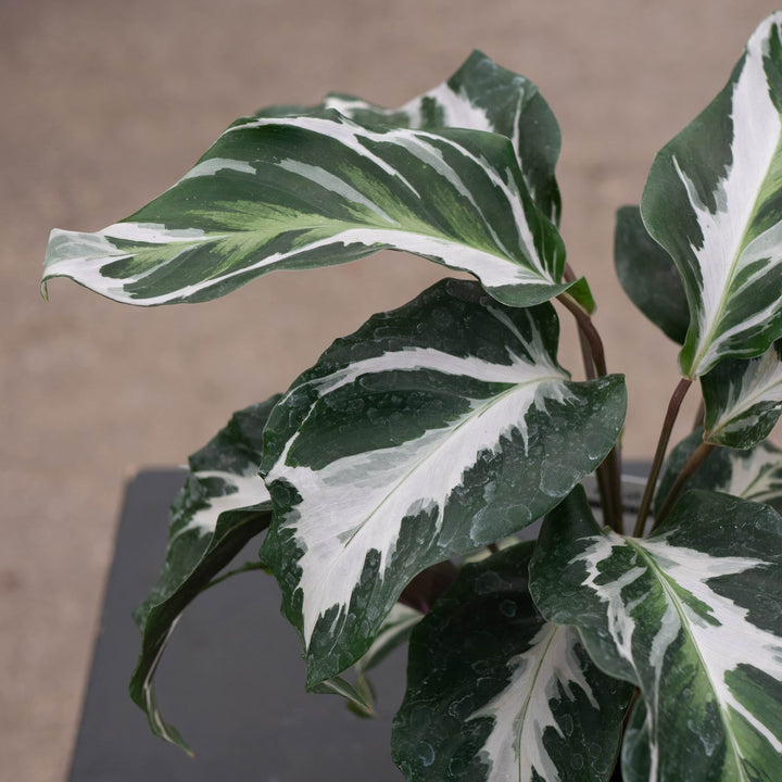 Gabriella Plants Calathea 4" Calathea 'Stella'