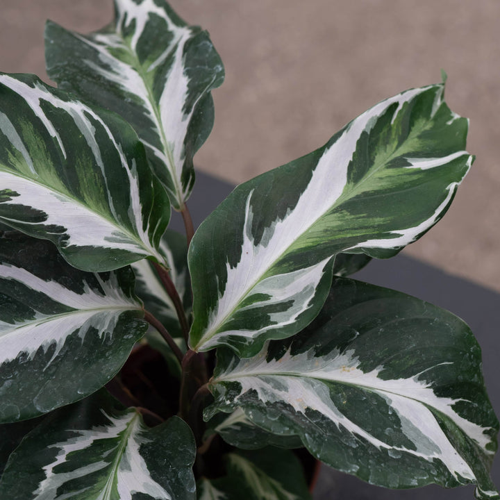 Gabriella Plants Calathea 4" Calathea 'Stella'