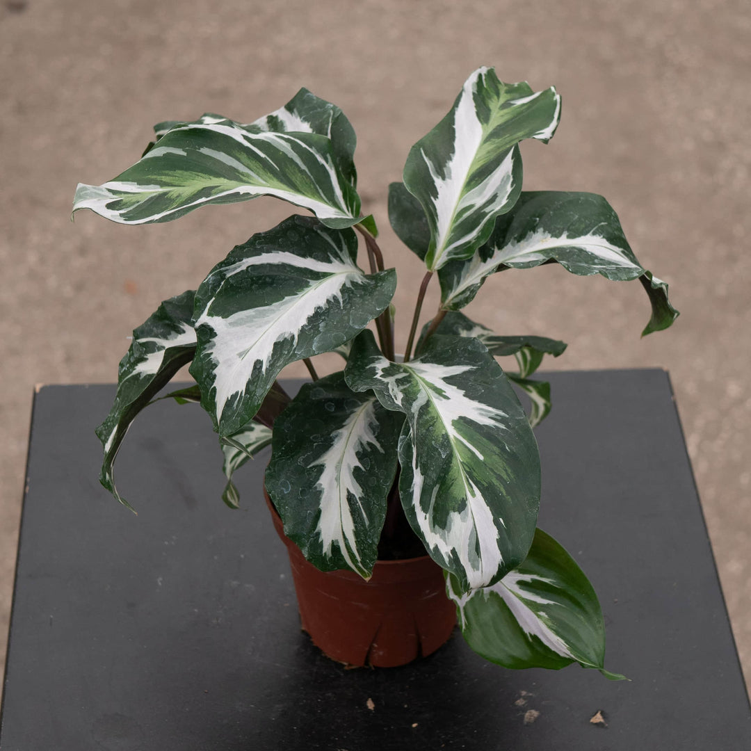 Gabriella Plants Calathea 4" Calathea 'Stella'