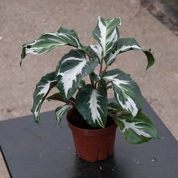 Gabriella Plants Calathea 4" Calathea 'Stella'