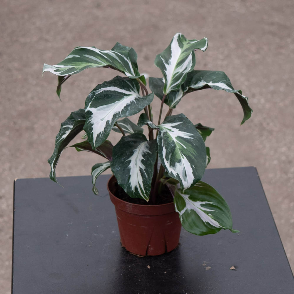 Gabriella Plants Calathea 4" Calathea 'Stella'