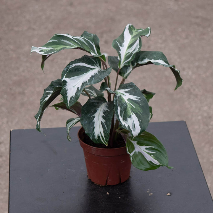 Gabriella Plants Calathea 4" Calathea 'Stella'