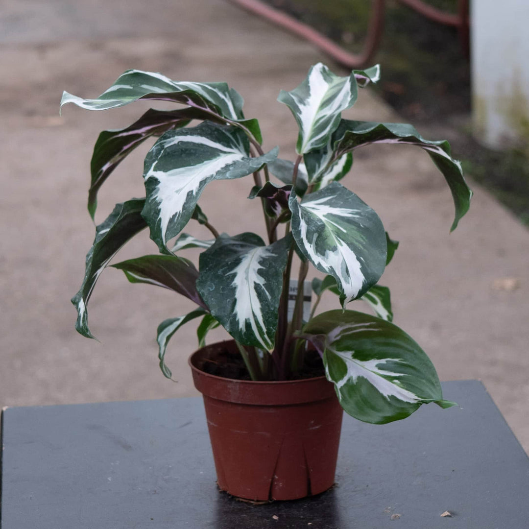 Gabriella Plants Calathea 4" Calathea 'Stella'