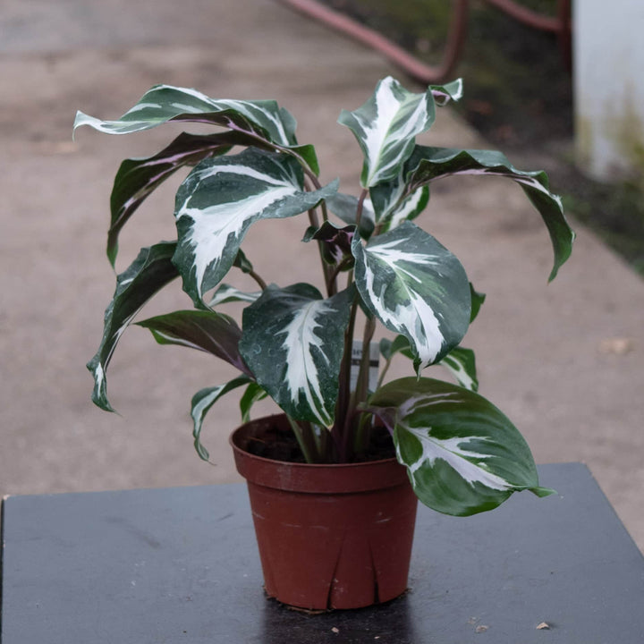 Gabriella Plants Calathea 4" Calathea 'Stella'