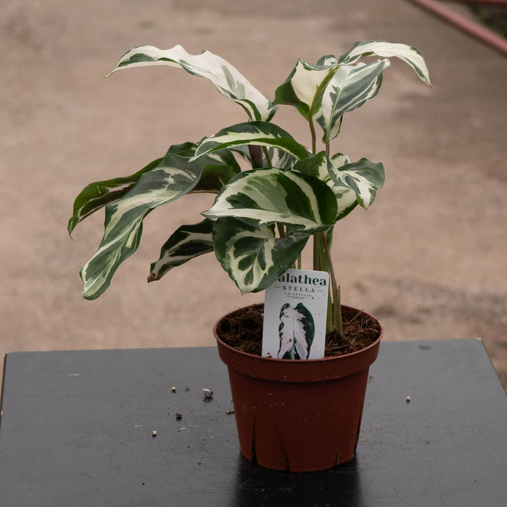 Gabriella Plants Calathea 4" Calathea 'Stella'