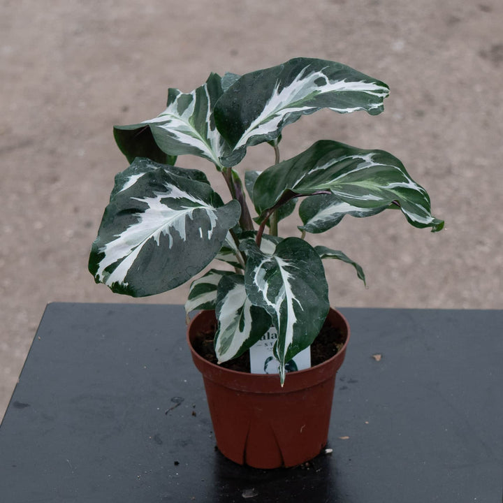 Gabriella Plants Calathea 4" Calathea 'Stella'