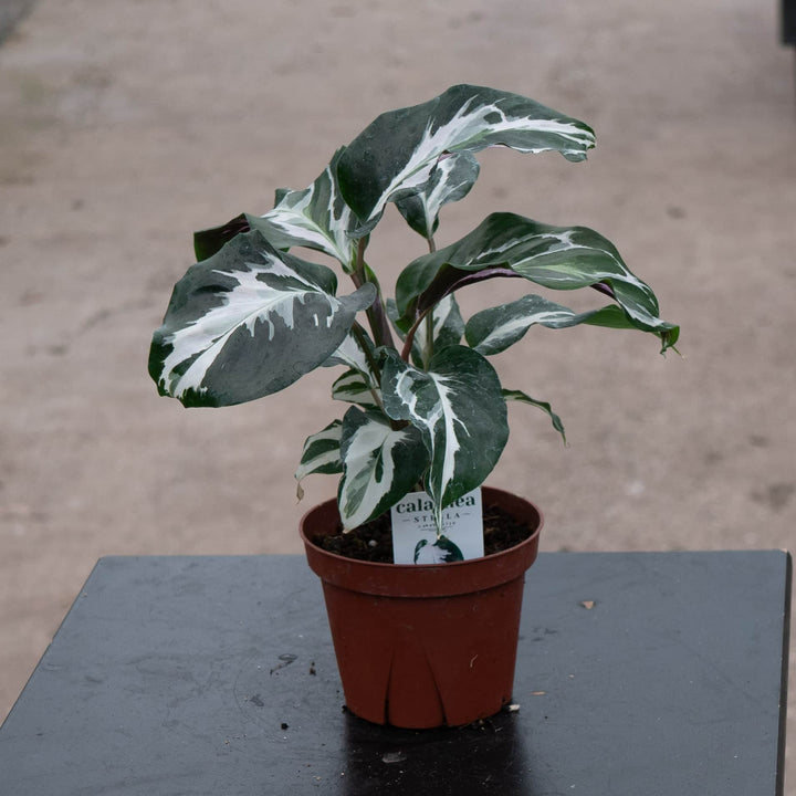 Gabriella Plants Calathea 4" Calathea 'Stella'