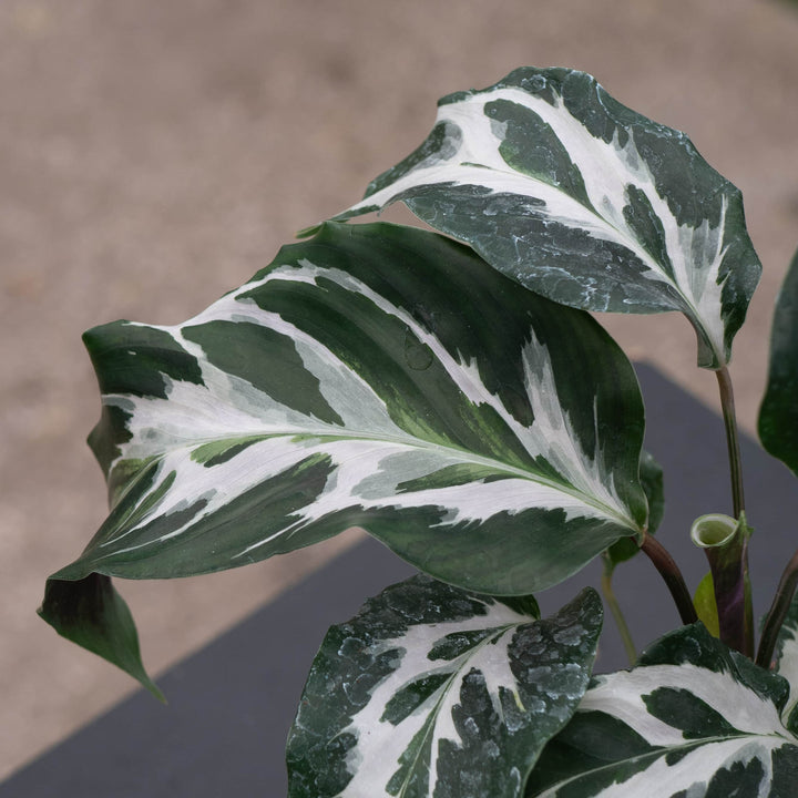 Gabriella Plants Calathea 4" Calathea 'Stella'